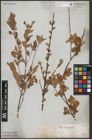 Foto von Salix aurita L.